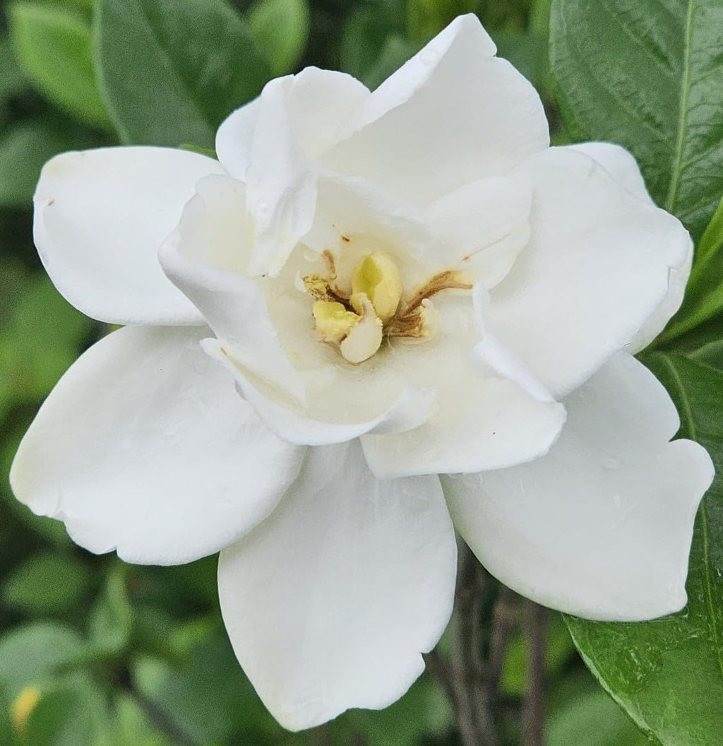 Gardenia Live Plant I625
