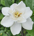 Gardenia Live Plant I625