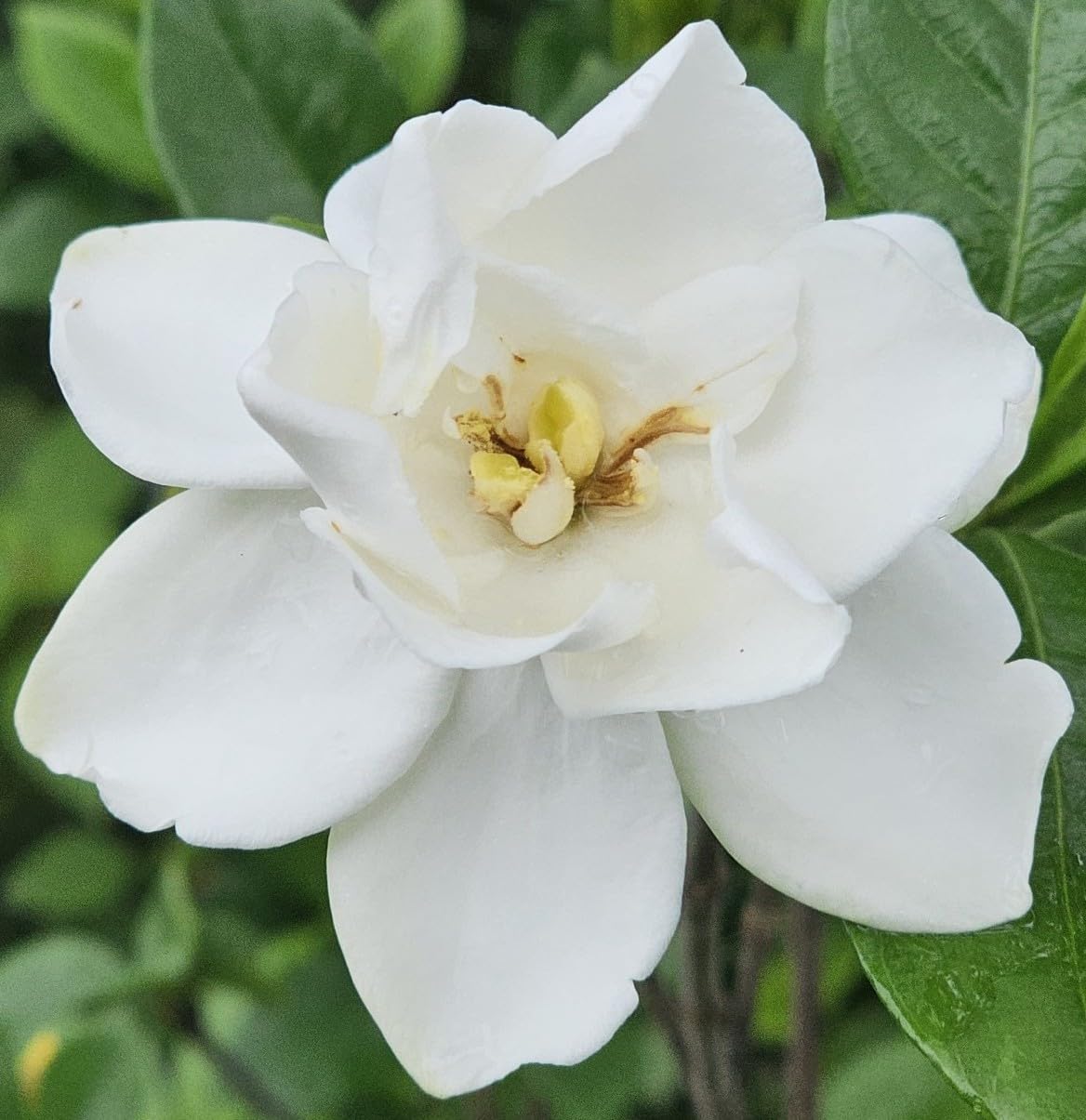 Gardenia Live Plant I625
