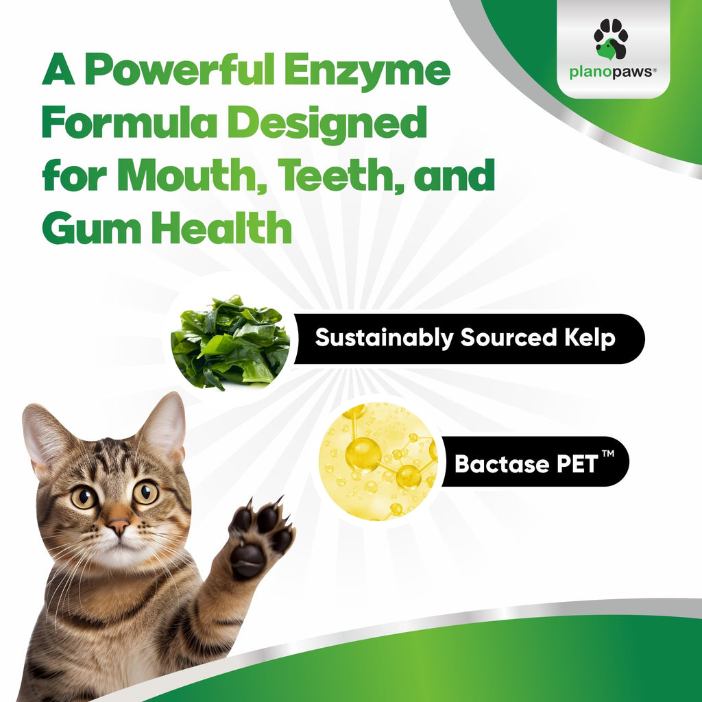 Dental Powder for Teeth Cleaning X156