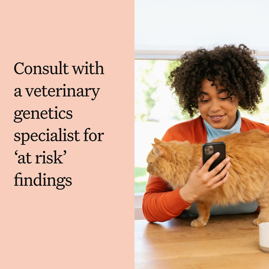 Cat DNA Test Kit, 45 Health Conditions, 1 Pack Y19197