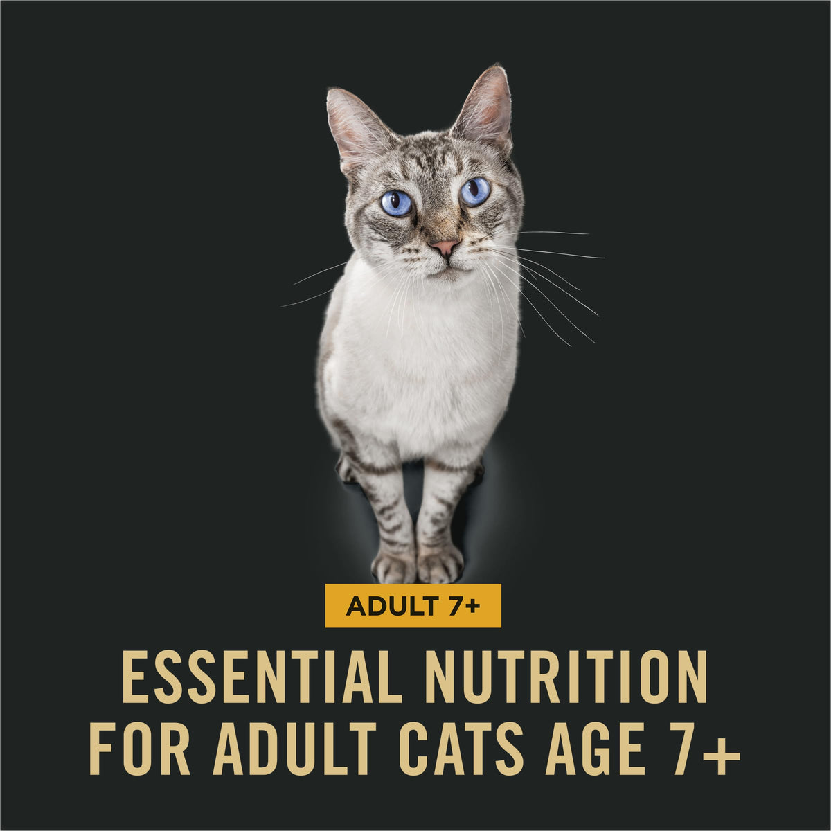 Senior Dry Cat Food, Chicken & Rice, 3.5 lb Bag E33320