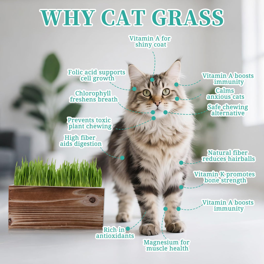 Non-GMO Wheatgrass Cat Grass Kit with Wood Planter Soil & Tools 17-Piece Set O33677