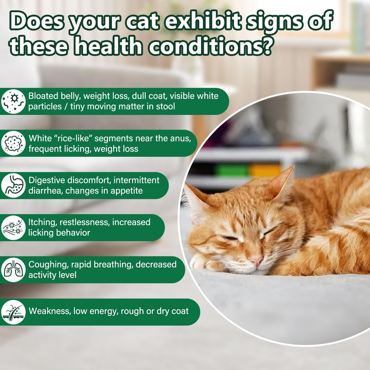Broad Spectrum Cat Dewormer O91599
