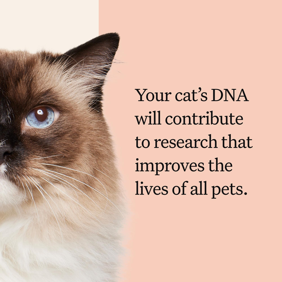 Cat DNA Test Kit, 45 Health Conditions, 1 Pack Y19197