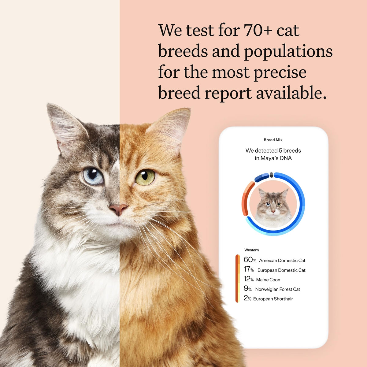 Cat DNA Test Kit, 45 Health Conditions, 1 Pack Y19197