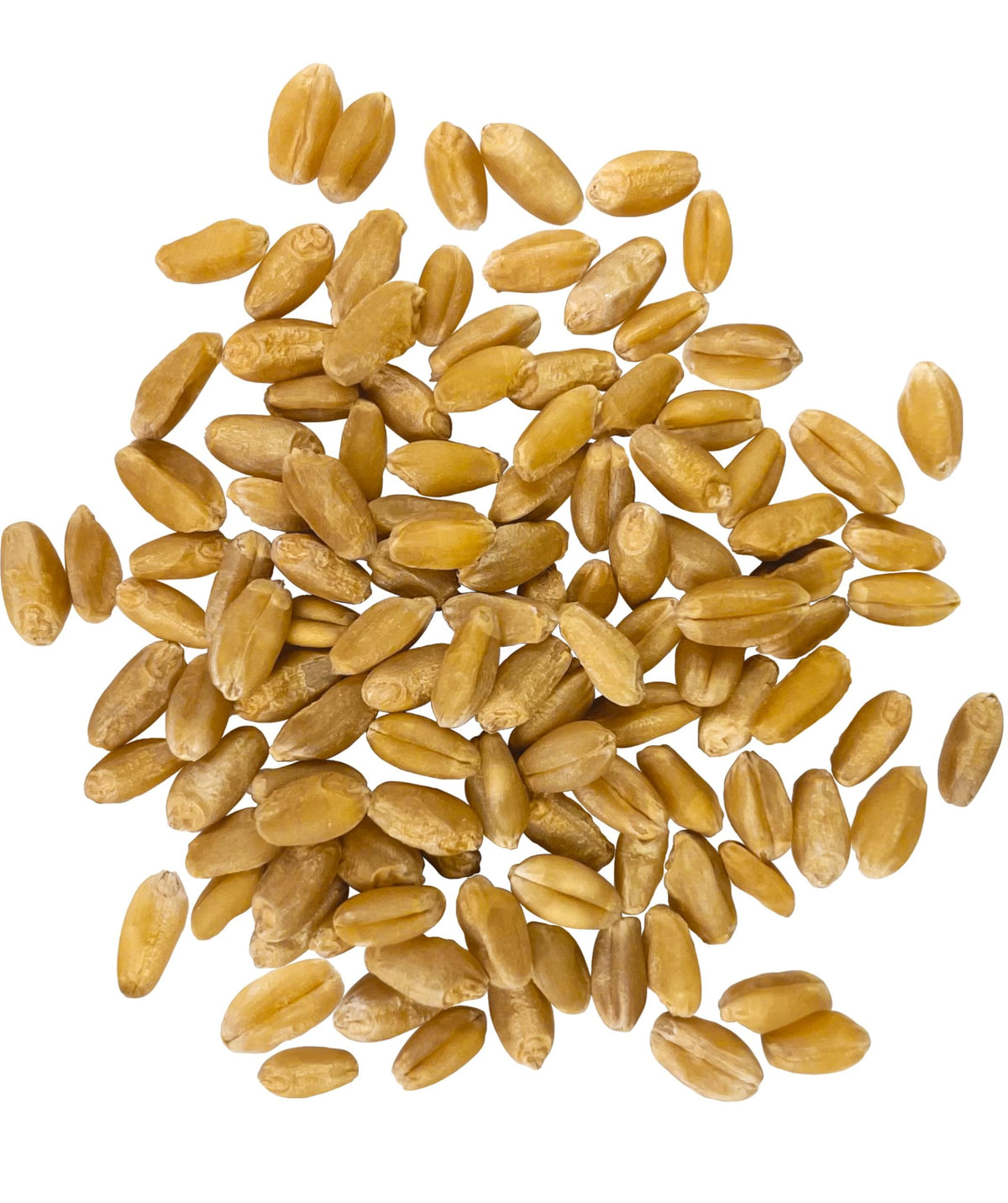 Hard White Wheat Berries 5 lbs V588