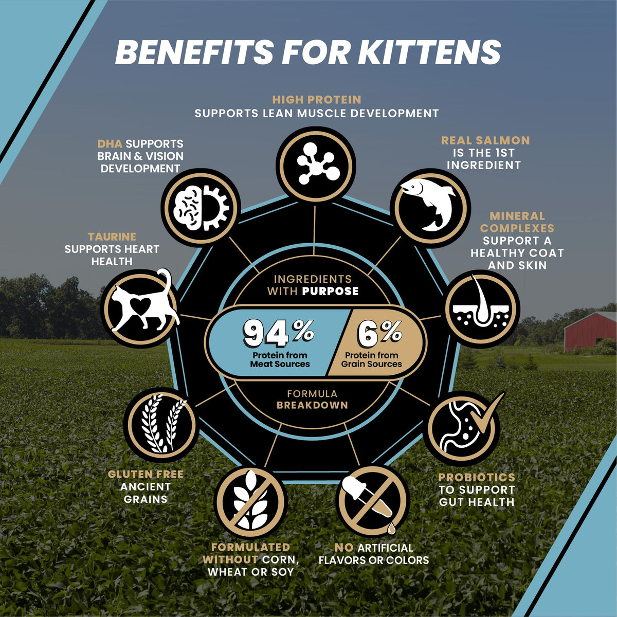 High Protein Salmon Recipe for Kittens, 5lb E953756