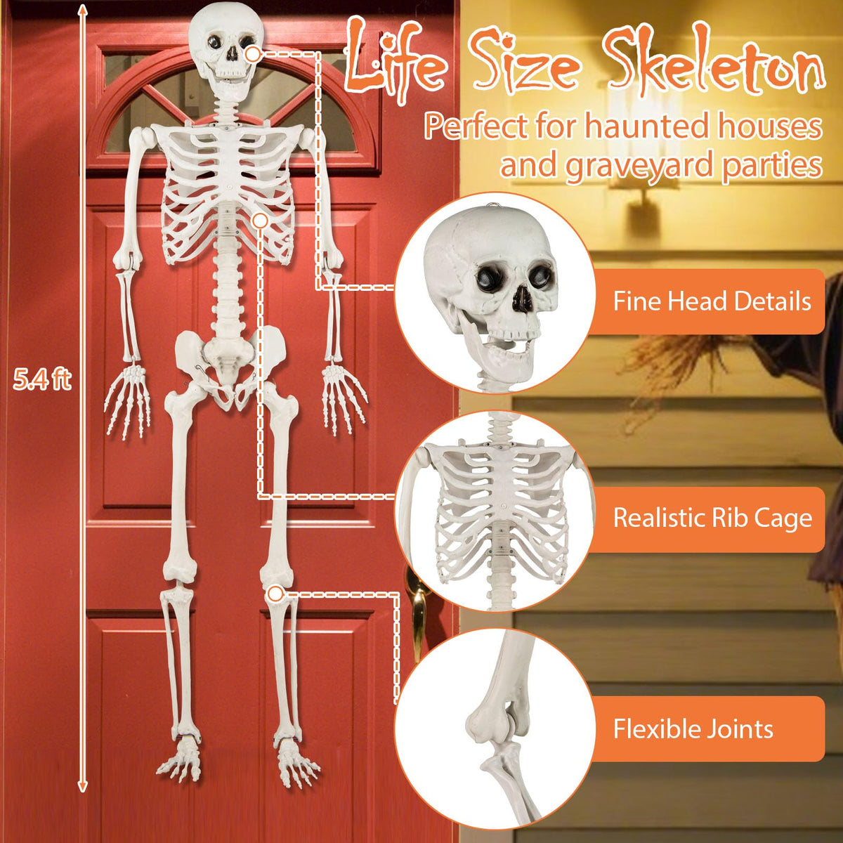 Life Size Posable Skeleton with Movable Joints H404684
