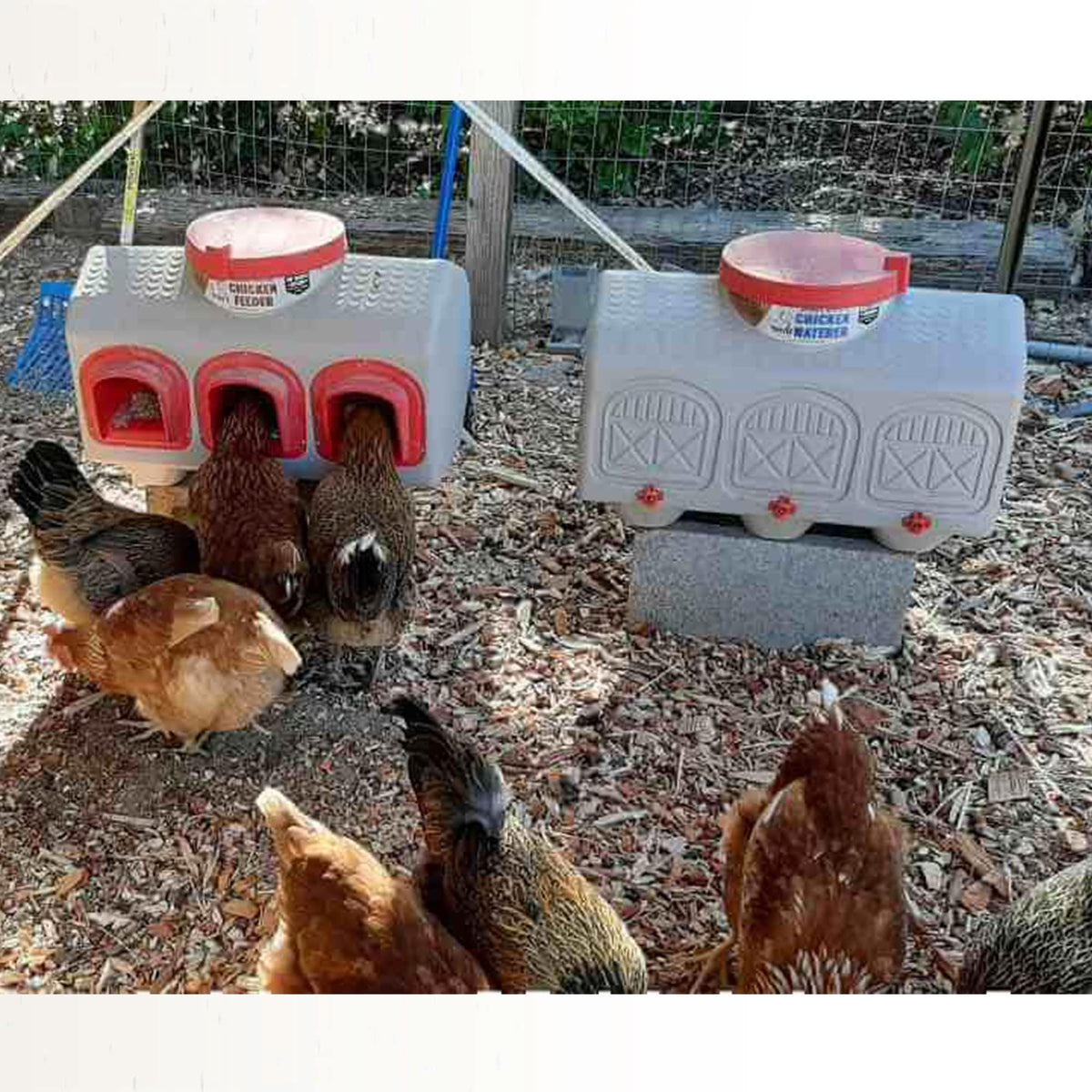 Automatic Chicken Waterer 12 Gallon M1661
